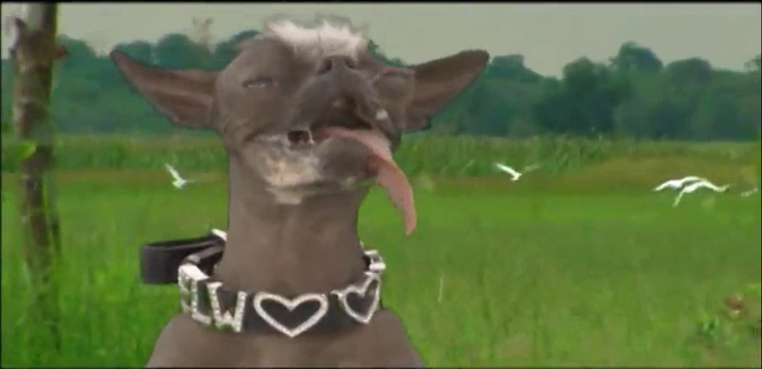 Ugly Dancing Dogs