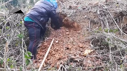 Toprak altından doğal bal bulma