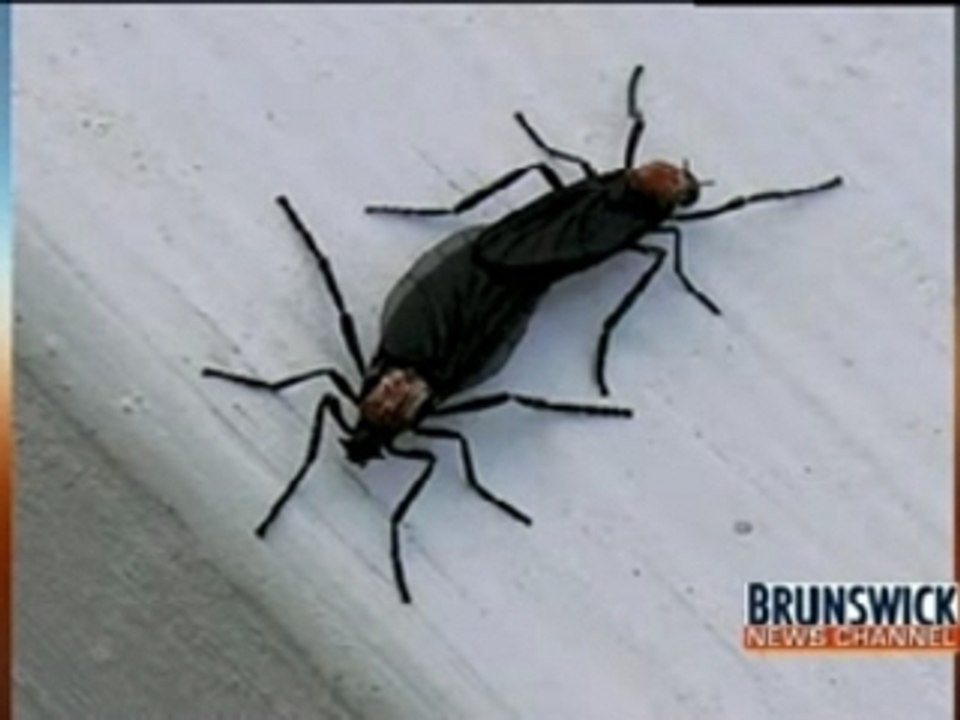 Pulling The Dead Weight Of A Male Around