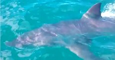 Great White Shark Approaches Fishing Boat in New Zealand