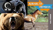 Los 5 Animales Mas Increibles Del Mundo