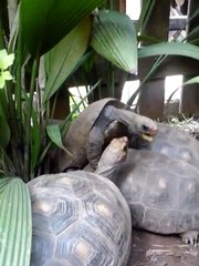 Ninja Turtles Need Love Too