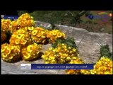 Vadamalli flowers sales begins in Ooty | ஊட்டியில் விற்பனைக்கு வந்த ‘வாடா’மலர்கள் - Oneindia Tamil