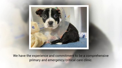 24 Hour Animal Hospitalization Chicago - Metropolitan Veterinary Center