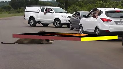 Lion Shows Tourists Why You Must Stay Inside Your Car - Latest Wildlife Sightings