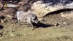 National Geographic Documentary - African Wild Dog - Wildlife Animal