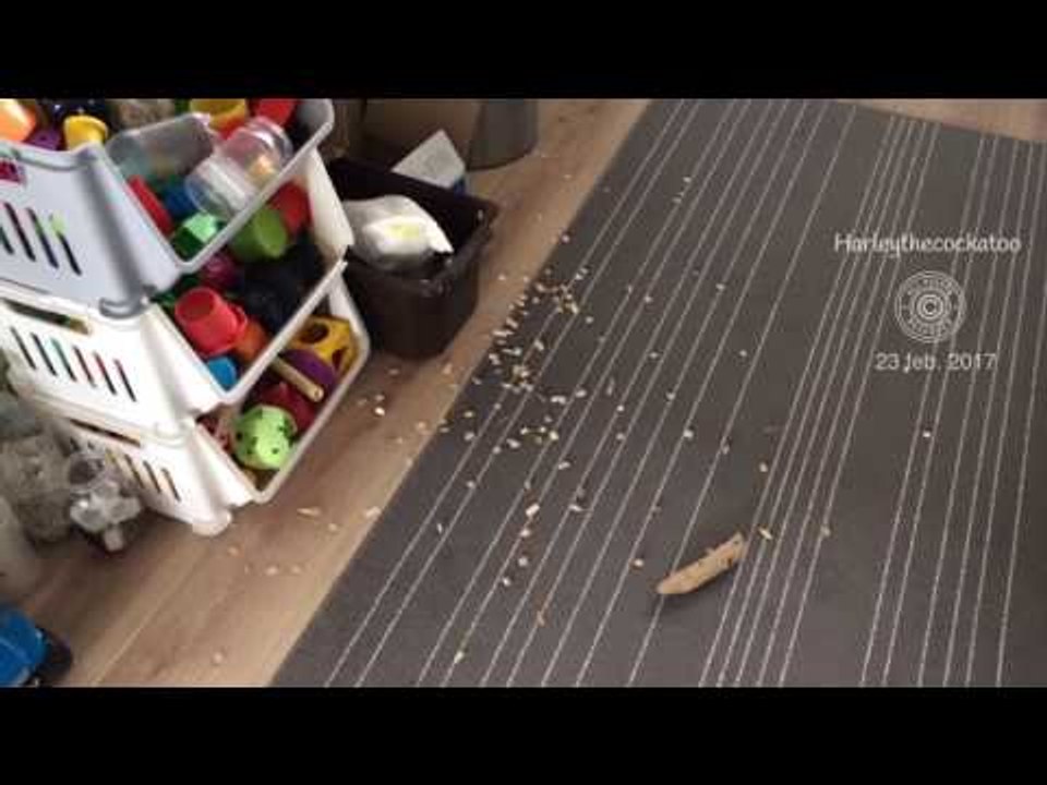 Cockatoo Witnesses Clean Kitchen Floor and Sees It as a Challenge