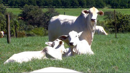 Brazil meat exports plunge after corruption scandal