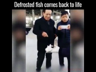 defrosted fish comes back to life