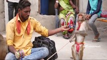 Latest Most Funniest Monkey Circus Show Ever Seen - Indian Funny Videos - AR Entertainments