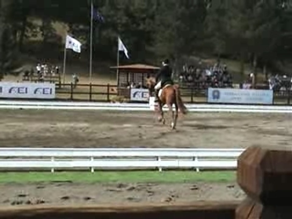 Hobby du Mée sur le dressage