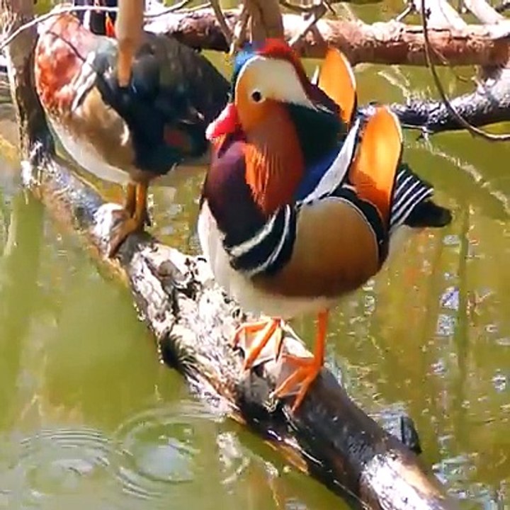 Beauty of God - Beautifull Bird - Duck - Exploring Beauty