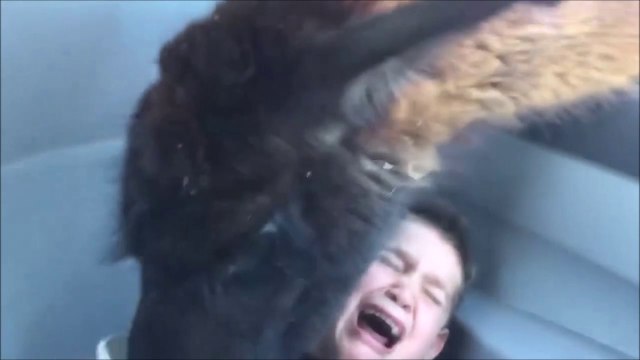 Ce gamin traumatisé à vie à cause d'un lama... Ahaha