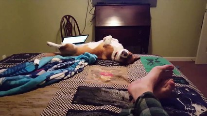 Quand ton chien tombe du lit comme une merde.. Le pauvre