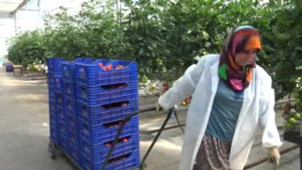 Antalya Bu Domatesler Çok Farklı
