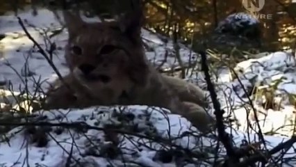 Неуловимый охотник Рысь National Geographic