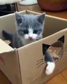 Eles fizeram uma caixa especial para este gatinho brincar, e os resultados são IMPAGÁVEIS...Confira!