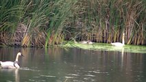 Stunning Swans Minnesota Land of 10,000 Lakes NATURE watch in HD Full Screen