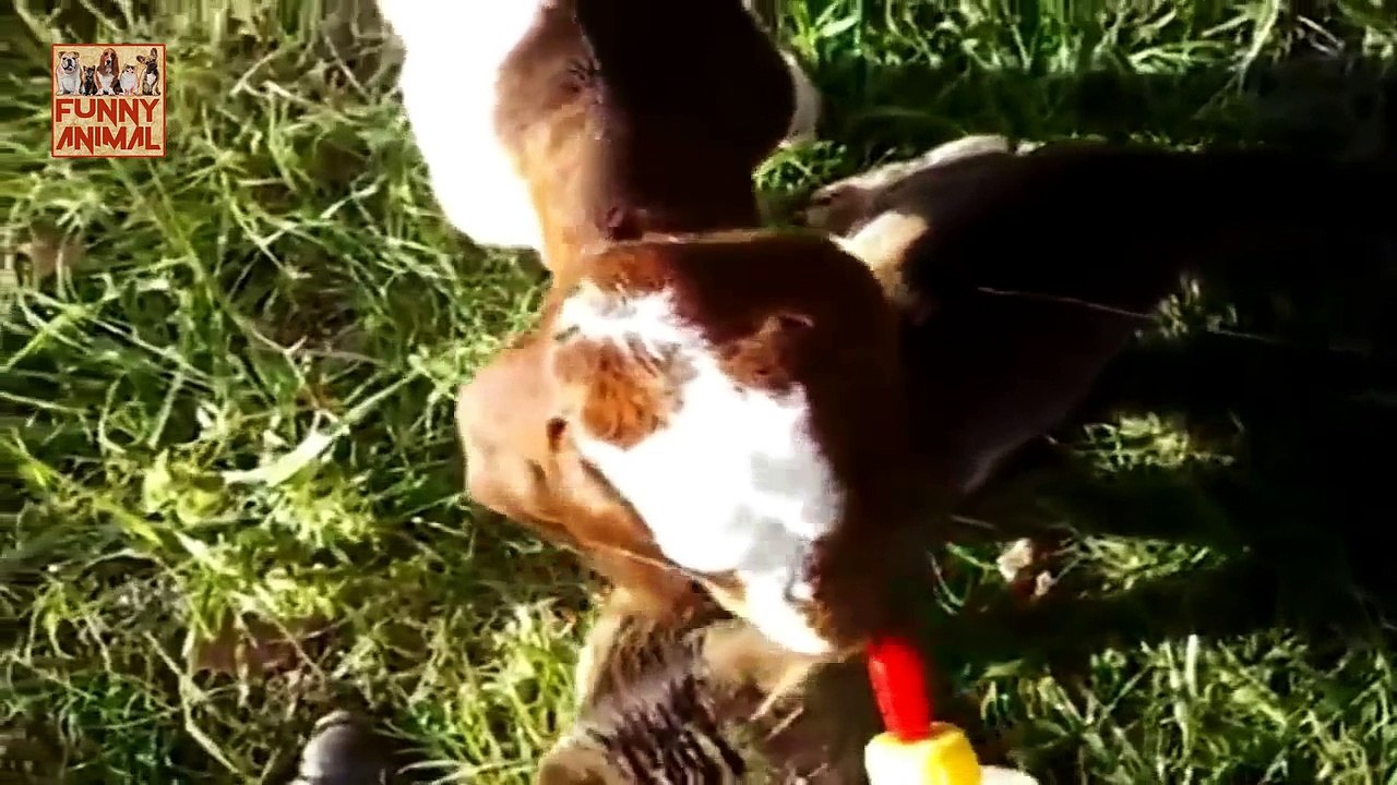 Cute And Funny Baby Goats Compilation Today