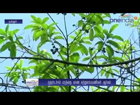 Rudraksha Tree in Coonoor | குன்னூரில் காய்த்து குலுங்கும் ‘ருத்ராட்ச மரம்’