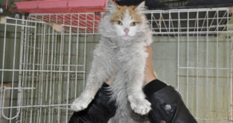 Mehmetçik'in Enkazdan Kurtardığı Kediyi Binlerce Kişi Sahiplenmek İstedi