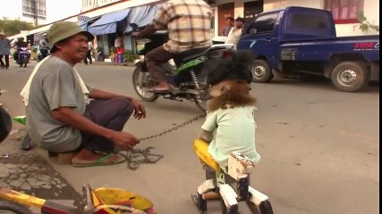 Jakarta Monkey Tour_ Topeng Monyet