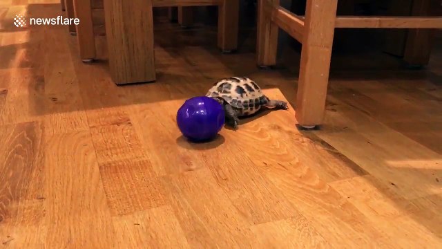 Pet tortoise erratically chases new ball across living room