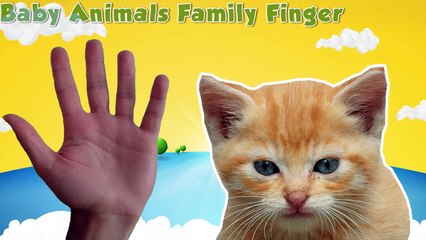 Animals Finger Family Songs | Animals Kids Songs | Wild Animals Baby Rhymes | Dinosaurs Vi