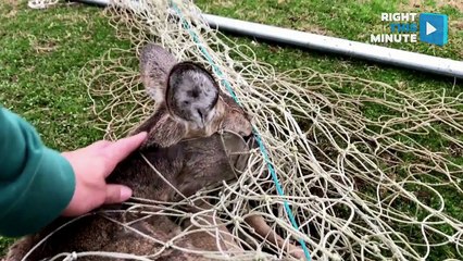 Bambi&apos;s All Tangled Up & Dying Baby Hummingbird Pulls Through