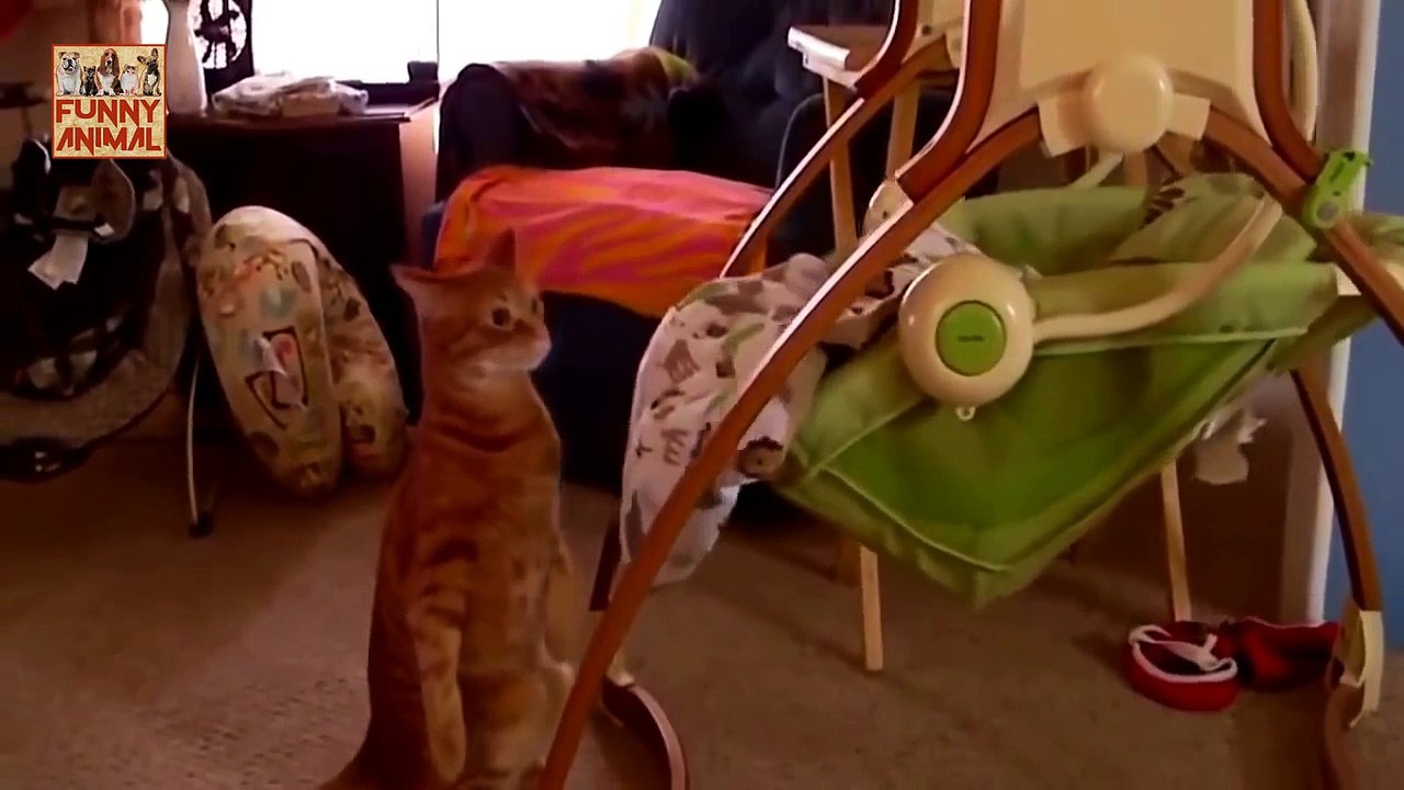 New Ultimate Funny Animal