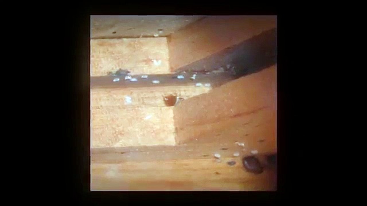 Rowlett, Tx Pest Control - Facts You Didn't Know About Bed Bugs