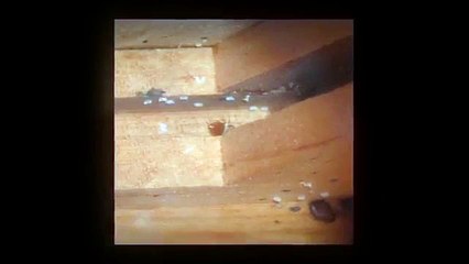 Rowlett, Tx Pest Control - Facts You Didn't Know About Bed Bugs