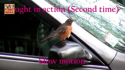 New Funny Animals vs Mirrors