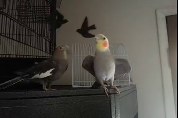 Ce perroquet est vraiment très fier de ce qu'il vient de faire