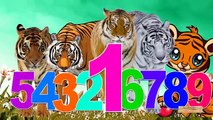 Tiger Cartoon 123 Songs For Children | Tiger 123 Numbers For Kids | 123 Children Nursery Rhymes