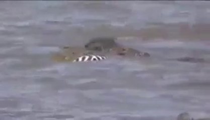 Crocodile attacks and Kills zebra_ Buffalo_elephant