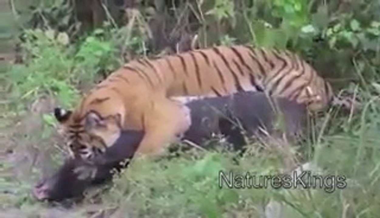 Boar vs Tiger Tiger Attack HD