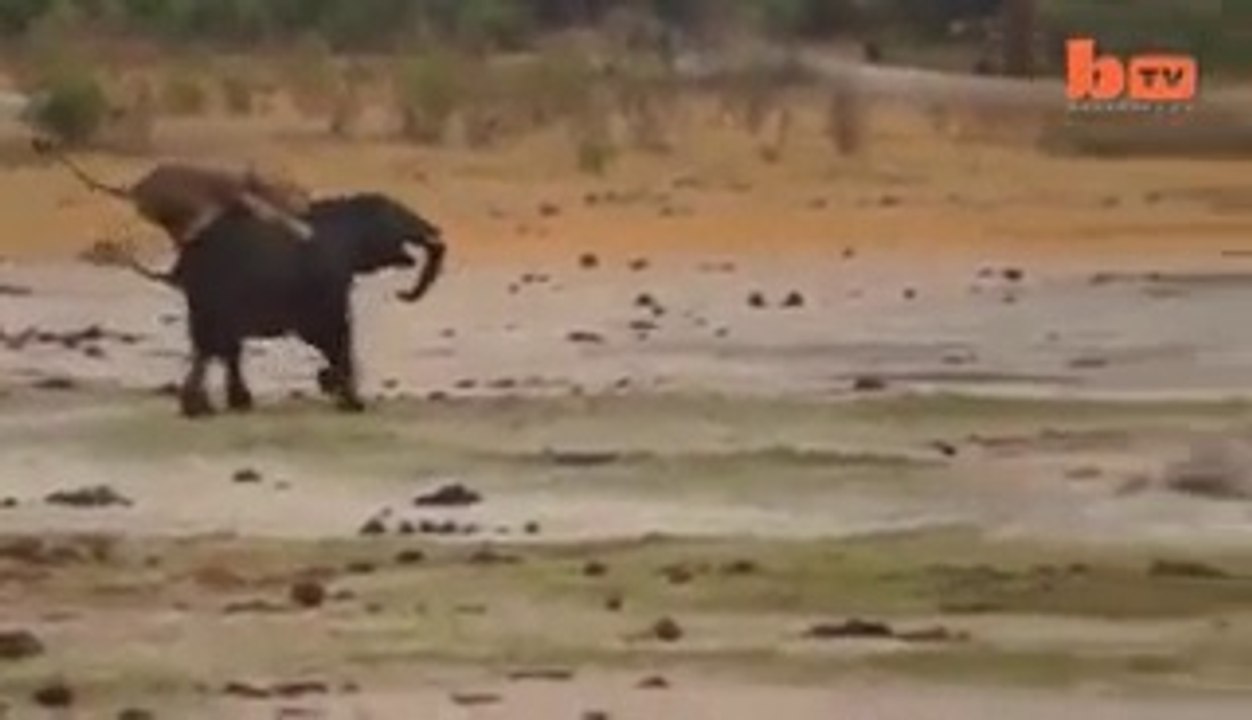 Lion vs Elephant Fight - Helpless Elephant HD