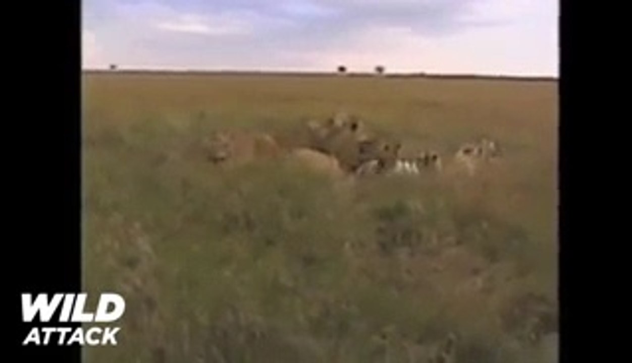 7 Lions Attack Zebra - Lion vs Zebra 2017