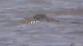 Crocodile attacks and Kills zebra_ Buffalo_elephant