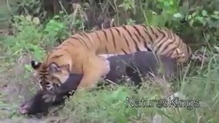 Boar vs Tiger Tiger Attack HD
