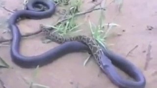 Cobra vs Python - Python Eats Cobra
