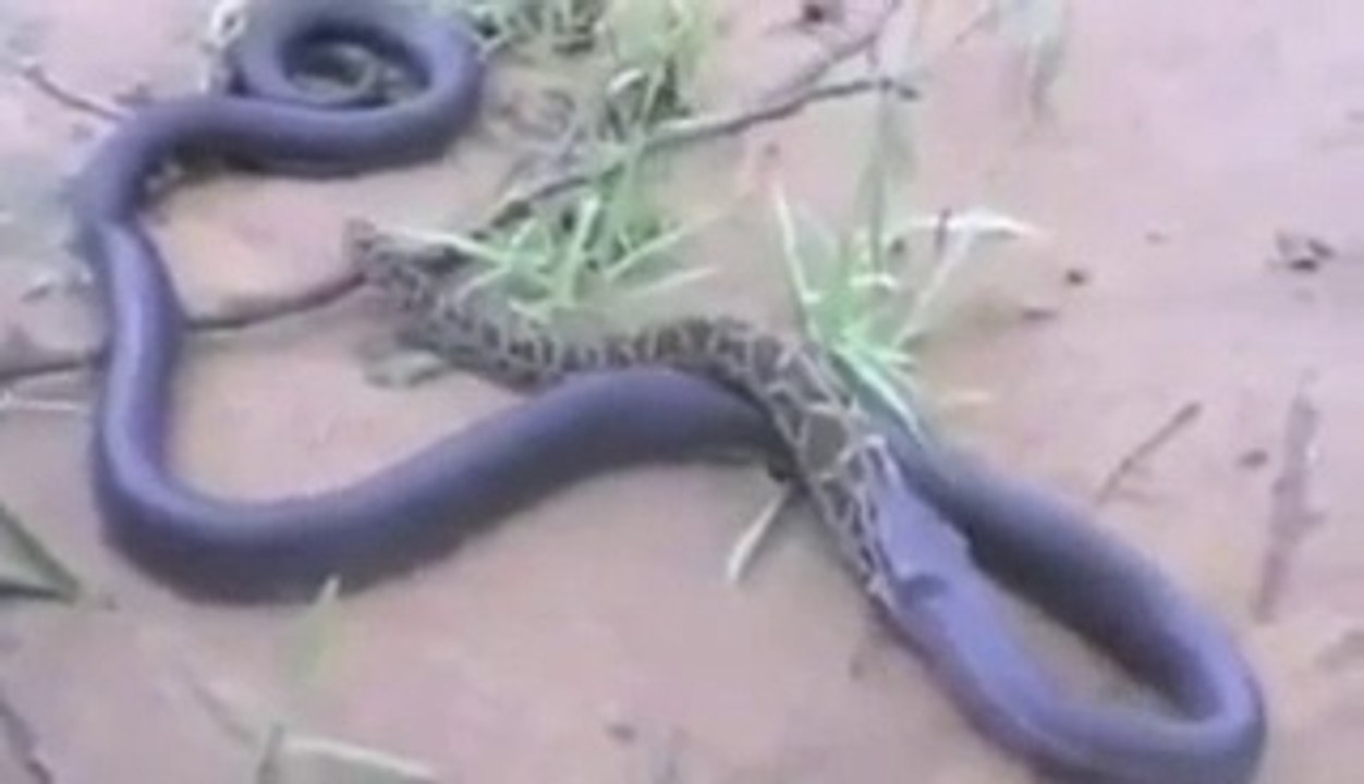 Cobra vs Python - Python Eats Cobra