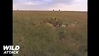 7 Lions Attack Zebra - Lion vs Zebra 2017