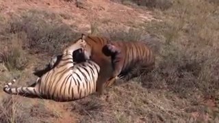 Tiger Kill another tiger Brother [HD]