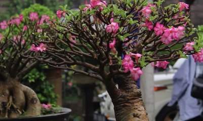 Bonsai, Tanaman Kerdil Berharga Tinggi
