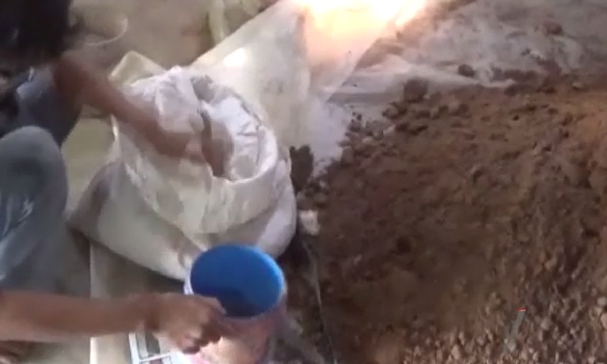 Limbah Gergaji Kayu Hasilkan Jamur Tiram Berkualitas