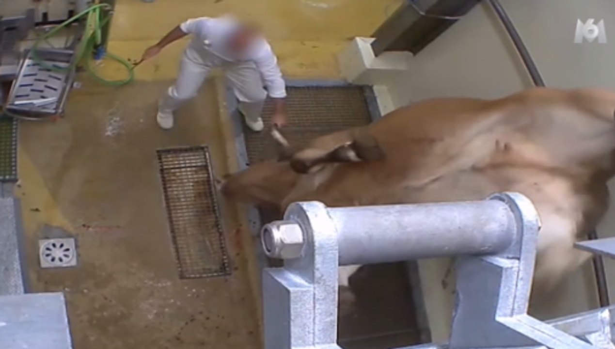 L214 : trois employés d'un abattoir au tribunal pour maltraitance animale
