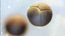 Un timelapse de la division cellulaire d’un embryon de grenouille