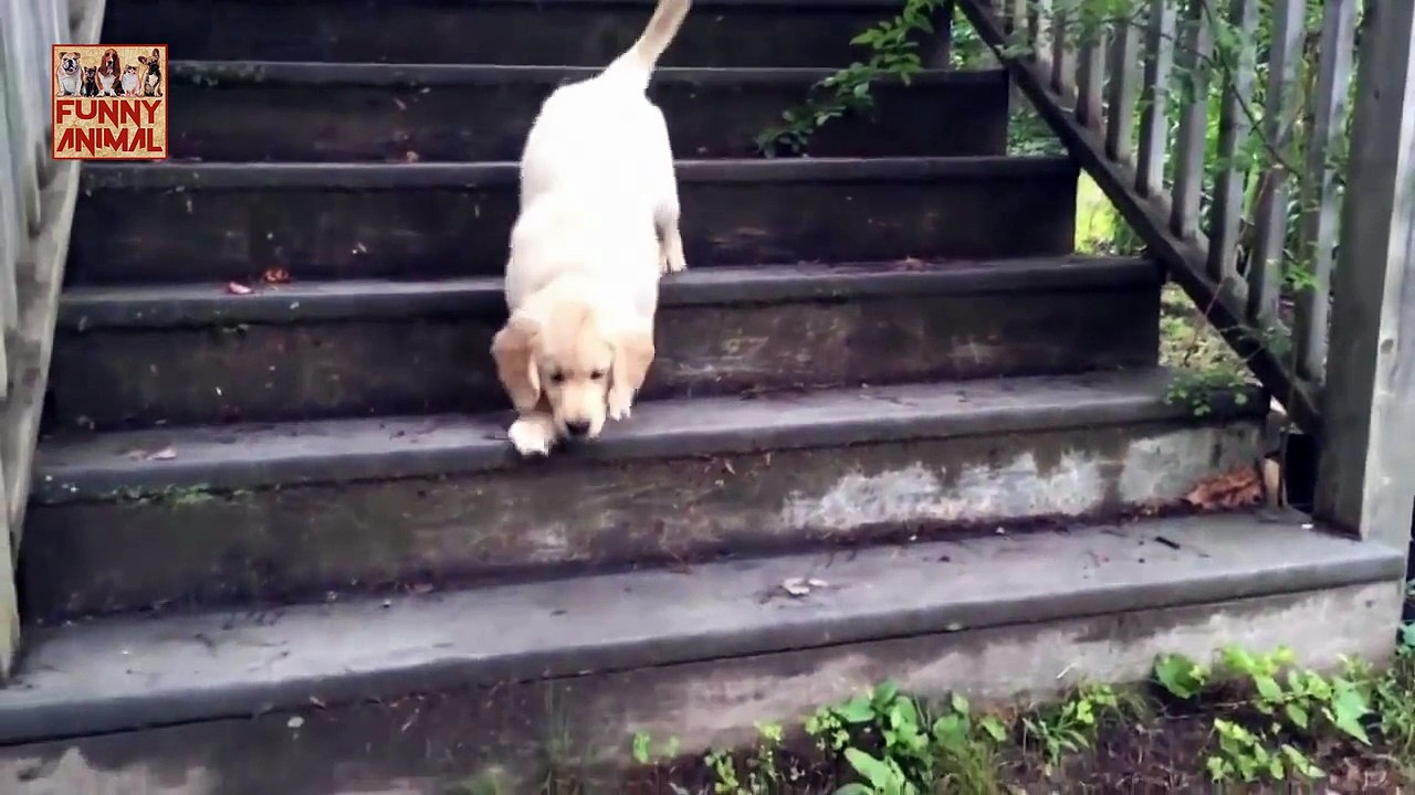 New Golden Retriever Puppies